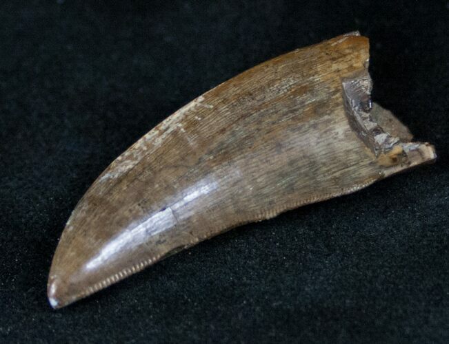 Nanotyrannus Tooth - Montana #13146